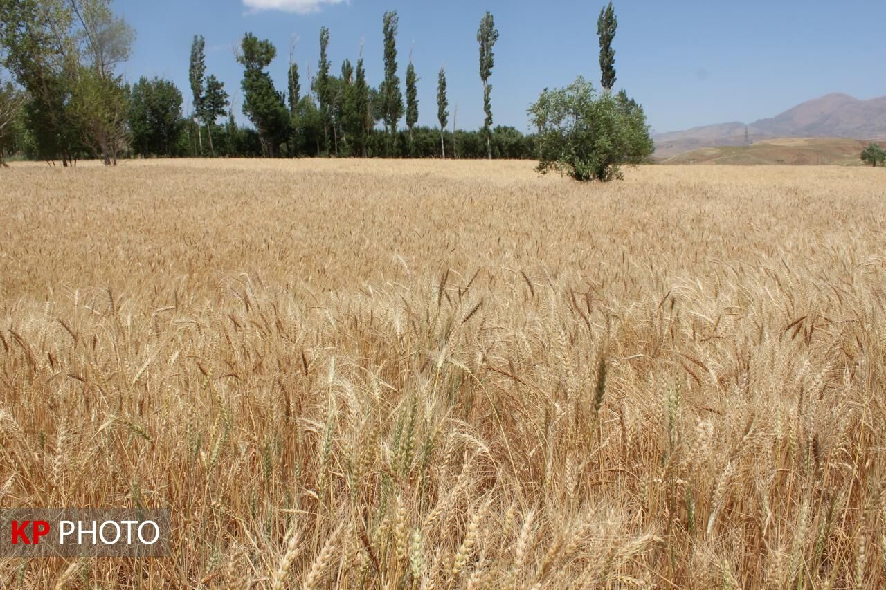 کشاورزی کردستان نیازمند ریل گذاری جدید/ منصور اولی