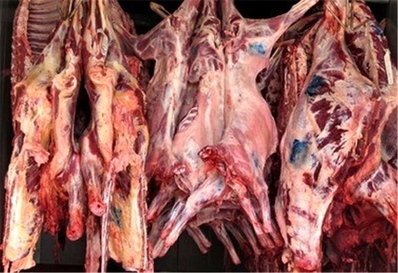 ضبط و معدوم سازی لاشه ۱۲ دام بیمار در سنندج