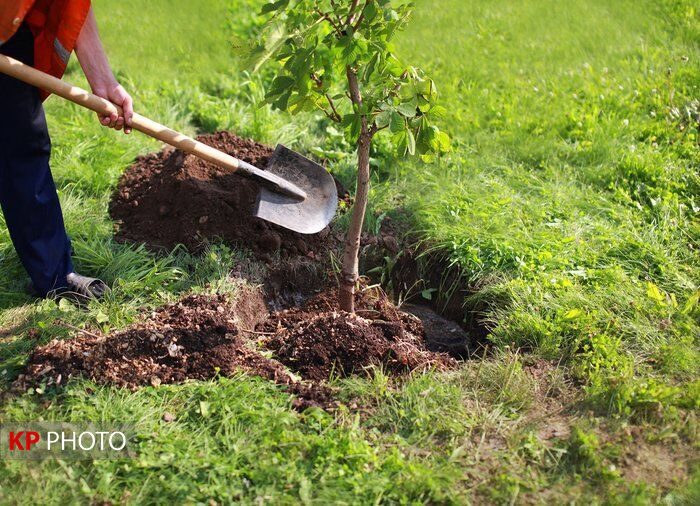 ٥٠٠ هزار اصله نهال در آذربایجان غربی کاشت می شود