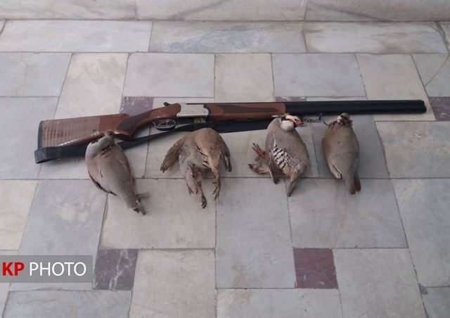 شکارچی غیرمجاز «کبک» در قروه دستگیر شد