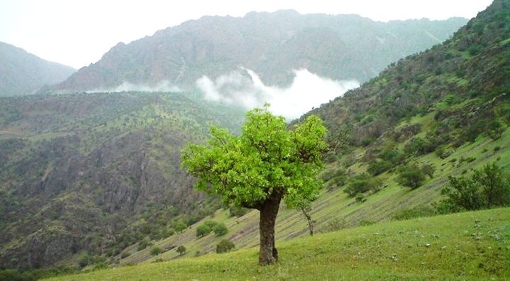 بلوط و گردشگری / رامین پی بردی