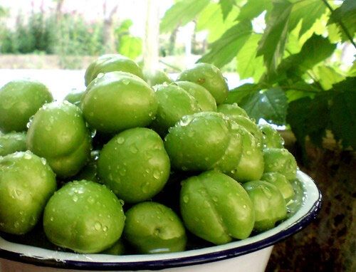 آغاز برداشت نوبرانه گوجه سبز در سرپل ذهاب