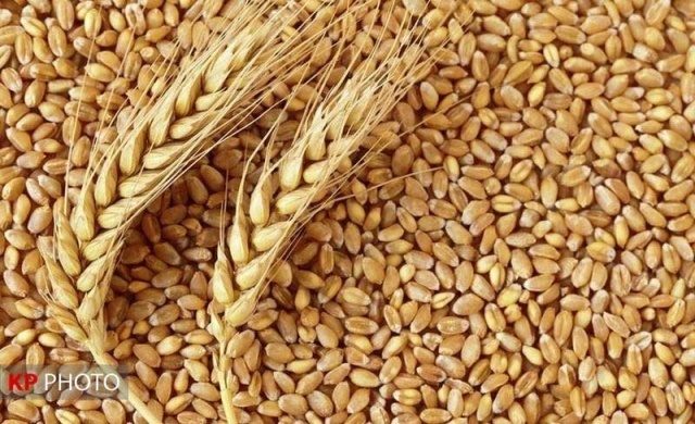 کشف ١٠ تن گندم قاچاق در بوکان