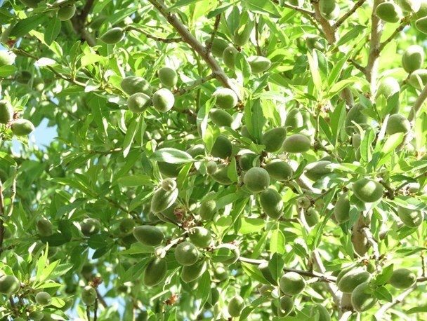 برداشت ۳۰۰ تن چغاله بادام از باغات کرمانشاه