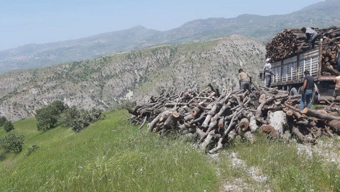 قلع و قمع جنگل های شرناخ به شدت ادامه دارد