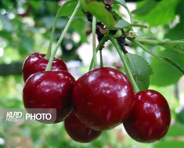 اشنویه میزبان پنجمین دوره جشنواره سراسری گیلاس
