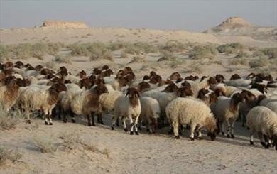 گوسفندهای کرمانشاه  شناسنامه دار می‌شوند