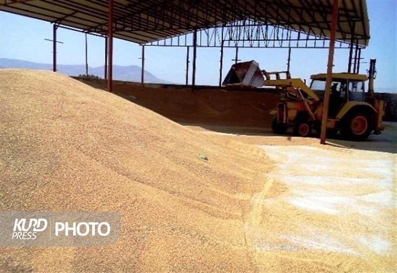 برداشت و خرید تضمینی گندم در کردستان از امروز آغاز شد