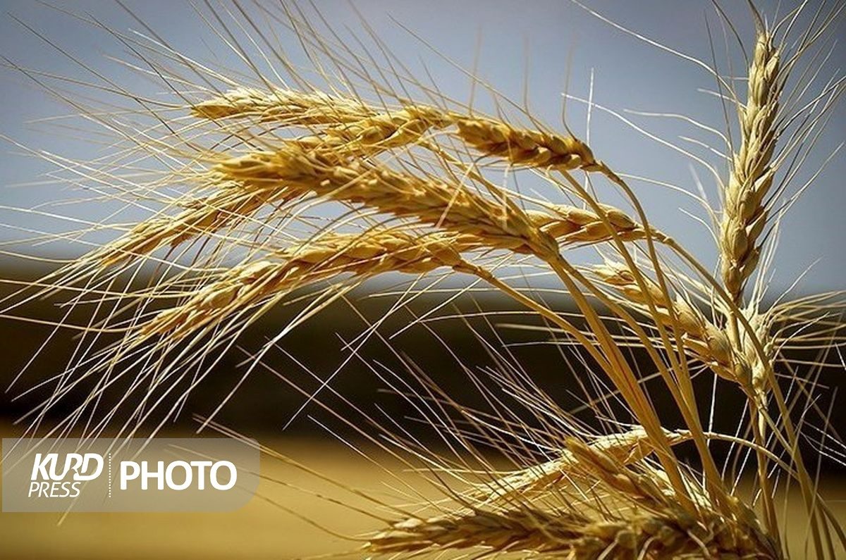 داستان تکراری هدر رفت خوشه های طلایی گندم/حمایت از تولید از شعار تا واقعیت!