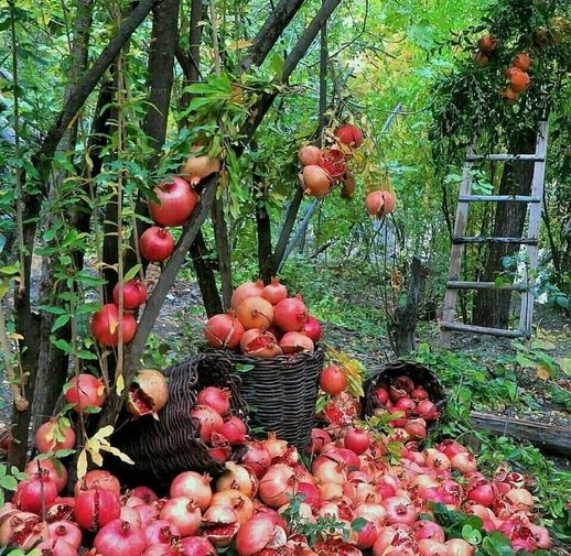 تخصیص 3000 میلیاردتومان اعتبار به پروژه‌های بخش کشاورزی