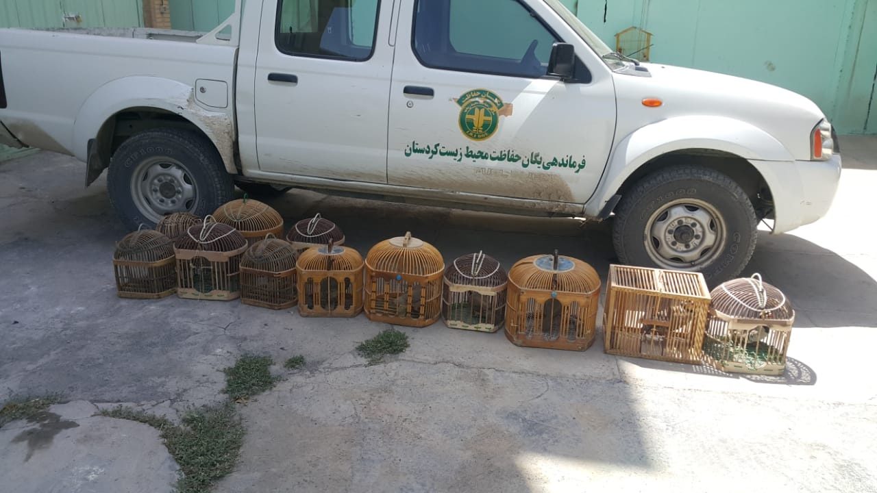 کشف لاشه بز وحشی و ادوات شکار غیر مجاز درکامیاران