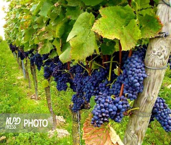 انگور سیاه سردشت؛ ضعف برندسازی و ناکارآمدی فرآوری و فروش/ عثمان عباسی