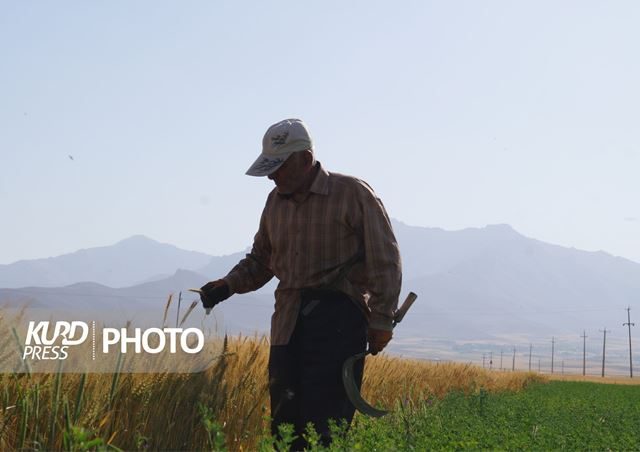 نماینده ارومیه خواستار پرداخت فوری مطالبات گندمکاران شد