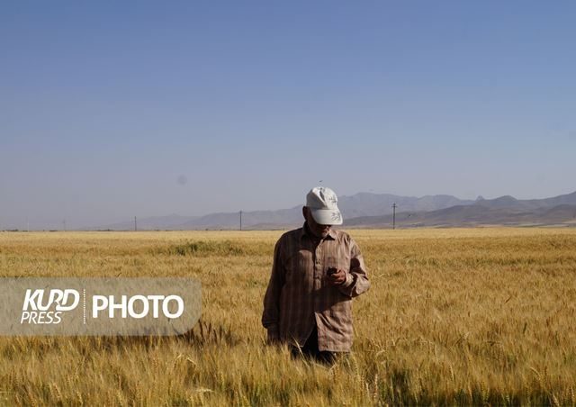 ادامه پرداخت قطره چکانی وجه گندم؛ واریزی تا چند روز آینده