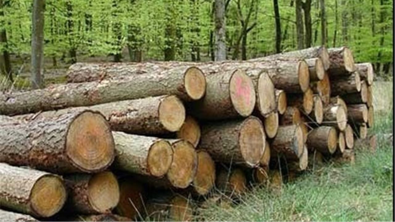 دارە پیرەکانی سنووری بادینان دەبڕدرێتەوە و ڕەوانەی توركیا دەکرێن