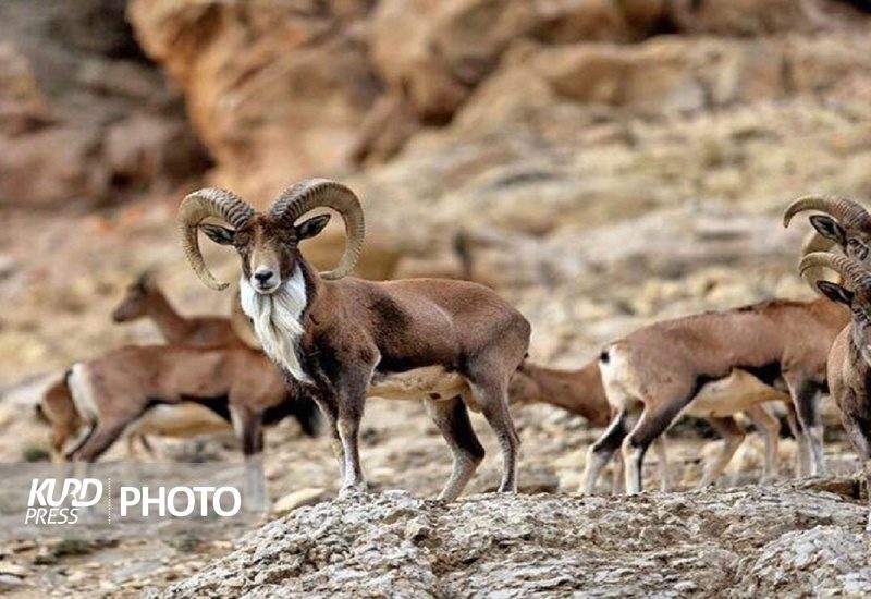 آغاز سرشماری پستانداران در زیستگاه های کردستان