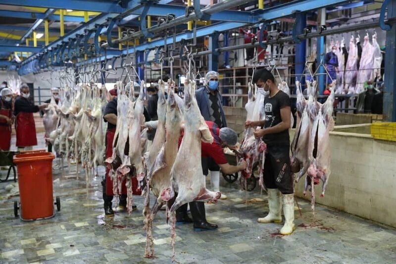 واسطه ها باید از چرخه خرید حمایتی پشتیبانی امور دام حذف شوند