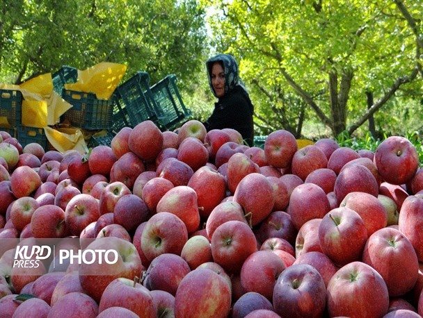 تلمبار دوباره سیب ها در سردخانه/ استاندار تازه به دنبال برنامه ریزی صادرات!
