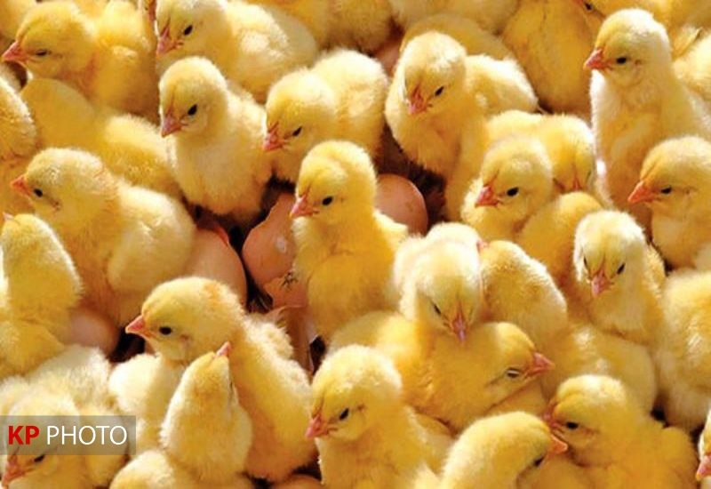 انجام ۳ میلیون قطعه جوجه ریزی در مرغداری های کردستان