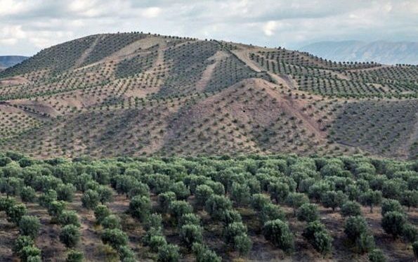 افزایش 250 هکتاری  سطح باغ‌های شیبب‌دار کرمانشاه