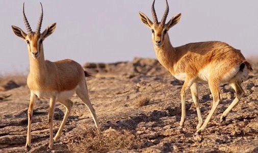 شکارچی آهو در دام پلیس گرفتار شد