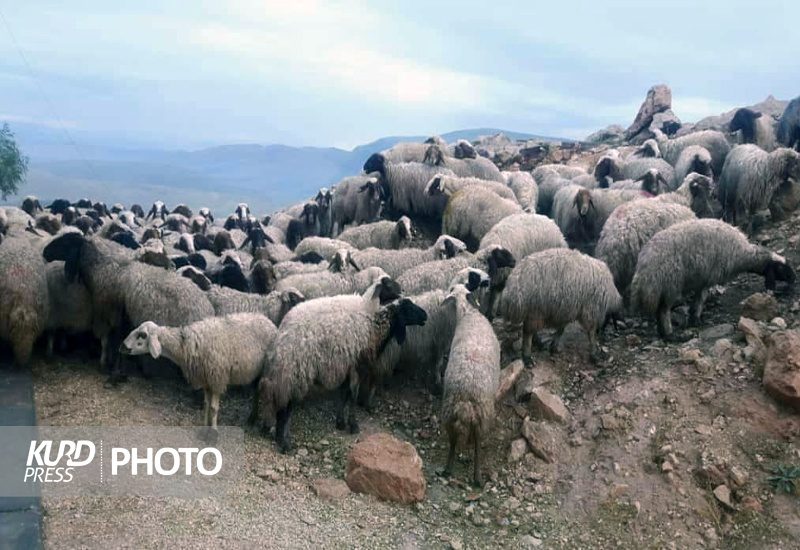 خروج دام زنده از کردستان تا اطلاع ثانوی ممنوع است