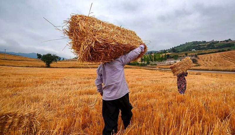 جناب وزیر جهاد کشاورزی؛ عملکرد خودتان را از زبان کشاورزان بشنوید