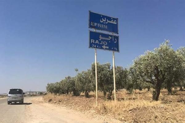 باغ های زیتون عفرین در تصرف شورشیان وابسته به ترکیه