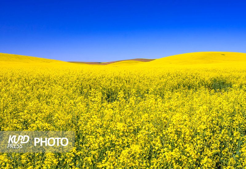 پیش بینی برداشت ۵ هزار تن دانه روغنی کلزا در کردستان
