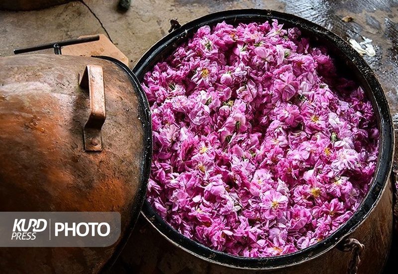 برگزاری دومین جشنواره گلاب گیری در سنندج