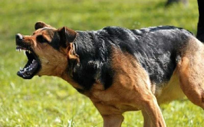 شهردار خواب بود؛ سگ بلاصاحب جان کودک ۳ ساله را گرفت