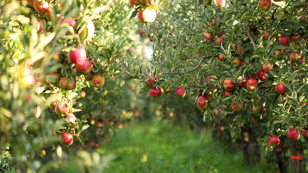 خسارت تندباد به باغات سیب مهاباد/ این خسارت مشمول بیمه نمی شود
