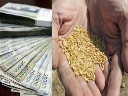 قیمت گندم اعلام شد
