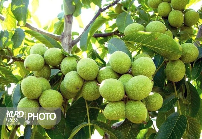 ۲۶ هزار تن گردو از باغات کردستان برداشت می شود