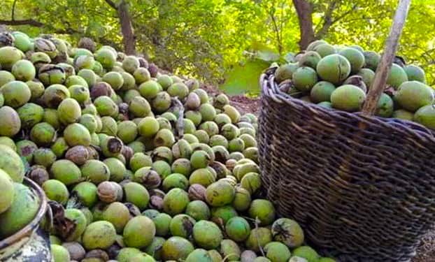 پیش بینی برداشت ۵۰ هزار تن گردو در کردستان