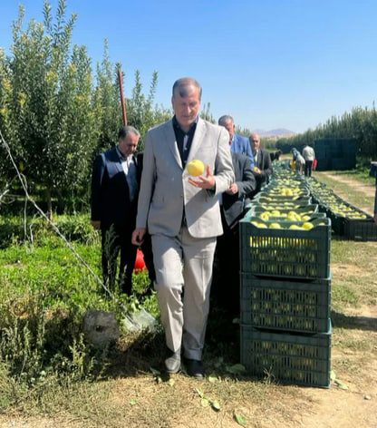 معاون وزیر جهاد کشاورزی: یک میلیون از باغات کشور کارآمدی اقتصادی ندارند