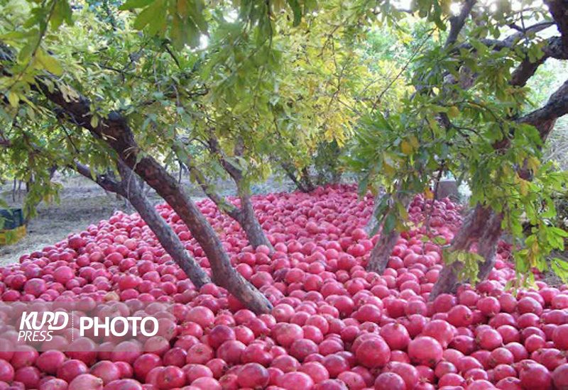 سردشت دارای بیشترین باغات انار آذربایجان غربی
