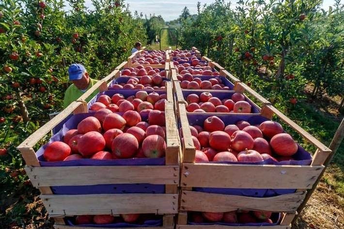 ۱۹۵ هزار تُن سیب صنعتی از باغداران آذربایجان غربی خریداری شد