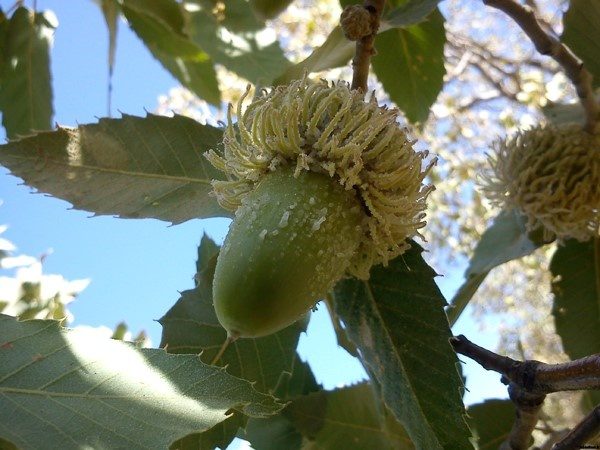 درباره «شوکه» چه می دانید؟ / شیره بلوط هدیه‌ای از زاگرس مهربان