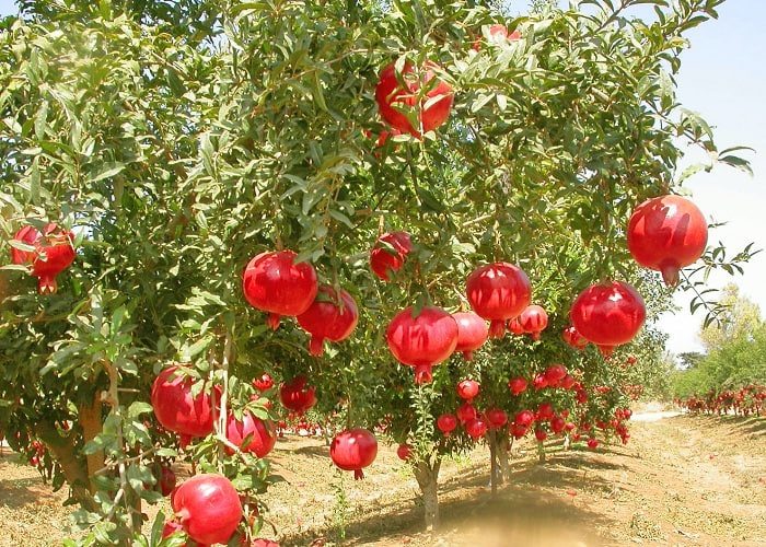 ٤ هزار و ٧٠٠ هکتار از باغات آذربایجان غربی شناسنامه دار شدند