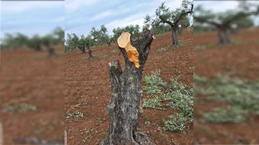 تبدیل کوه‌های عفرین به بیابان توسط شبه‌نظامیان وابسته به ترکیه