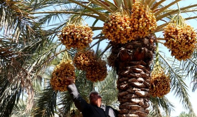 زمینه صادرات خرمای قصرشیرین فراهم می شود