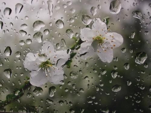 بارش باران در آذربایجان غربی ادامه دارد