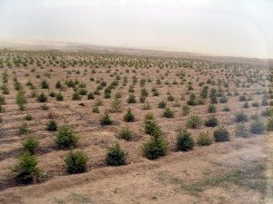 شناسایی ٤ کانون گرد و غبار/ ٢٦٠٠هکتار از اراضی حاشیه دریاچه ارومیه بوته‌کاری شد