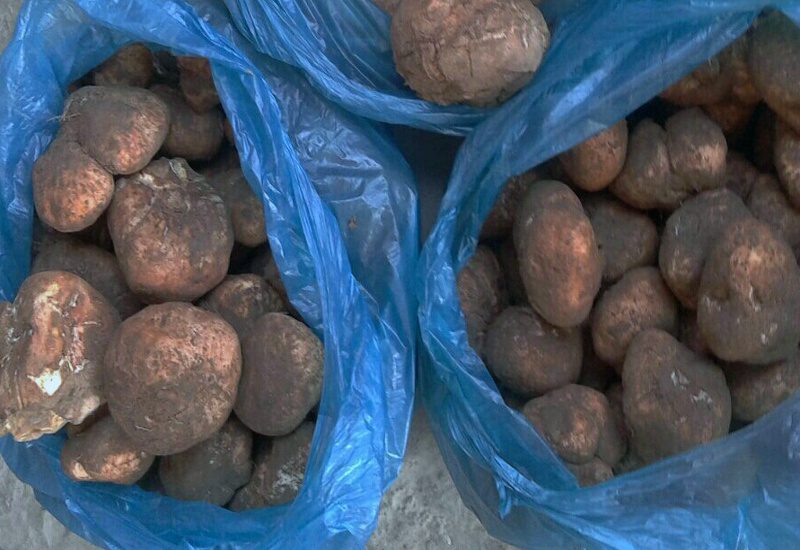 ۵۲۳ میلیون تومان جزای نقدی برای قاچاق قارچ دنبلان کوهی سفید