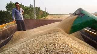 خریداری ۵۹۲ هزار تن گندم توسط مراکز خرید دولتی در آذربایجان غربی