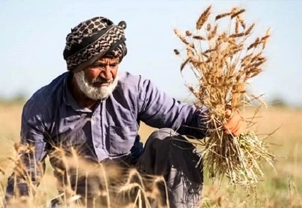 مطالبات گندمکاران آذربایجان غربی پرداخت شد