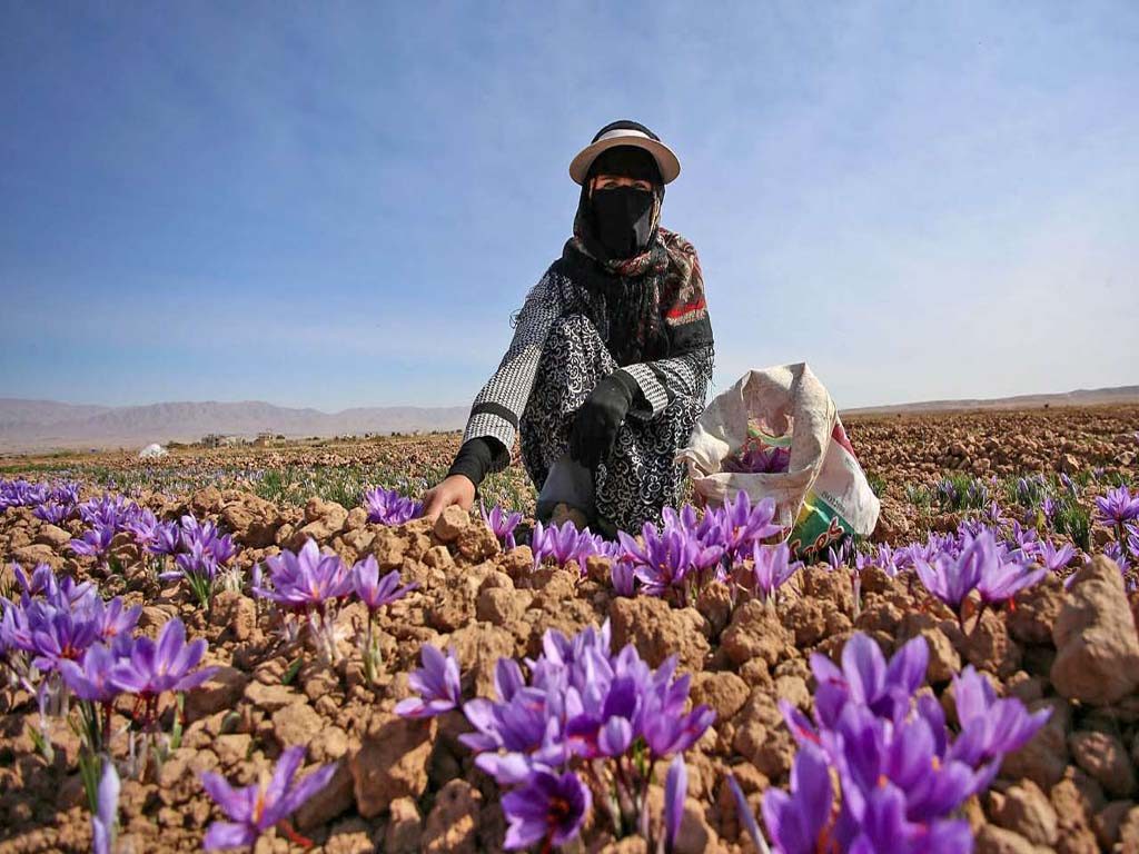 برداشت طلای سرخ در آذربایجان غربی شروع شد