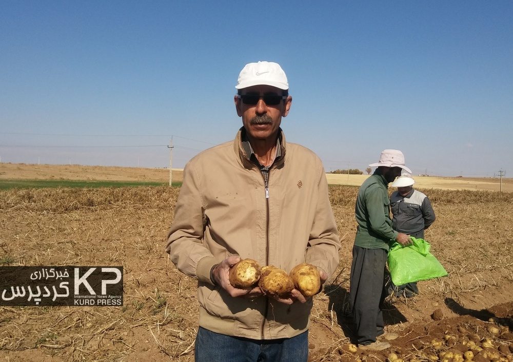 کُمای آب در دشت قروه و دهگلان با ادامه کشت سیب زمینی
