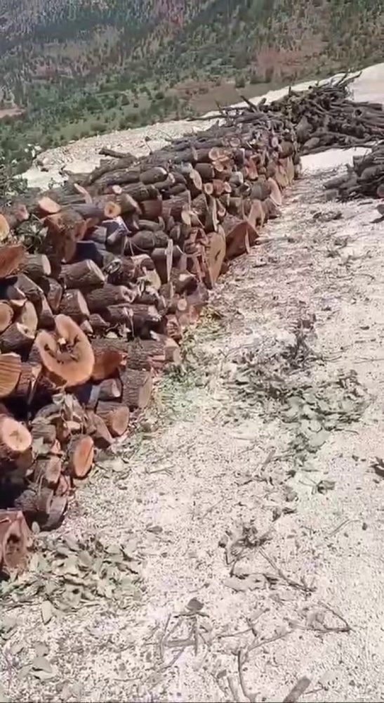 تداوم کشتار درختان در کوهستان گابار؛ صدها تن چوب در کنار جادهها انبار شده + فیلم